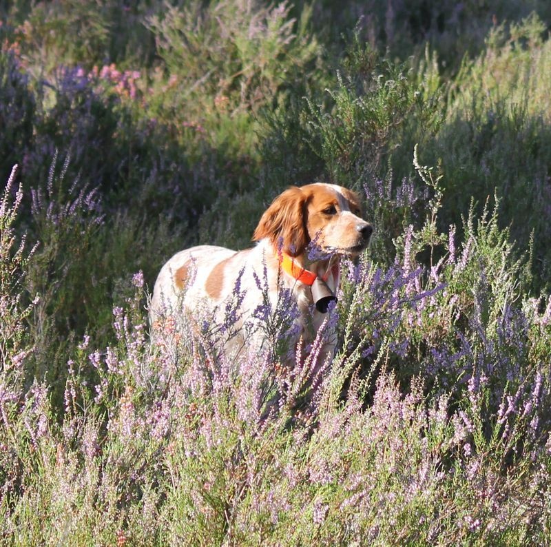 TR. Gessy Du Domaine Du Larris Chaud