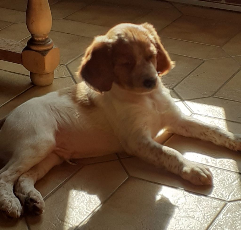 Du Domaine Du Larris Chaud - Chiots disponibles - Epagneul Breton